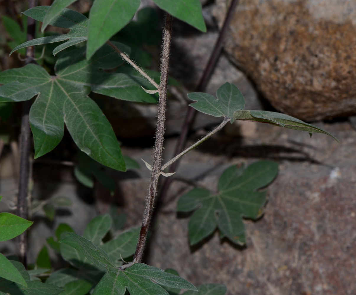 Image of genus Gossypium specimen.