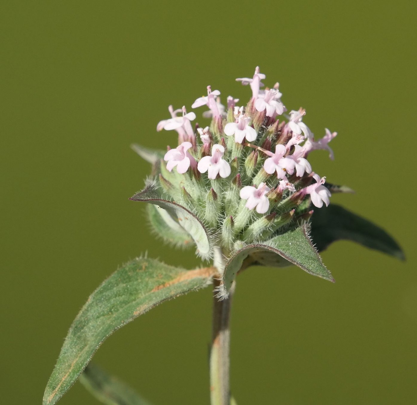 Изображение особи Ziziphora capitata.