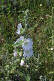 Alcea pallida. Верхушка цветущего растения. Молдавия, долина р. Реут в окр. с. Требужены. 22.06.2008.