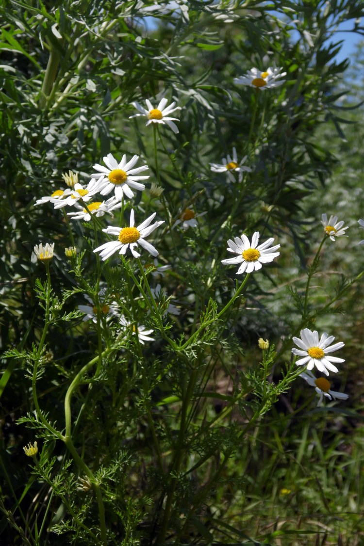 Изображение особи Tripleurospermum inodorum.