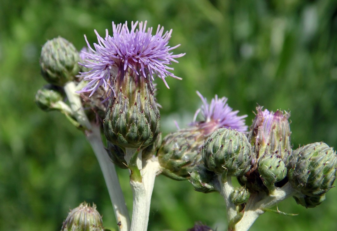 Image of Cirsium incanum specimen.