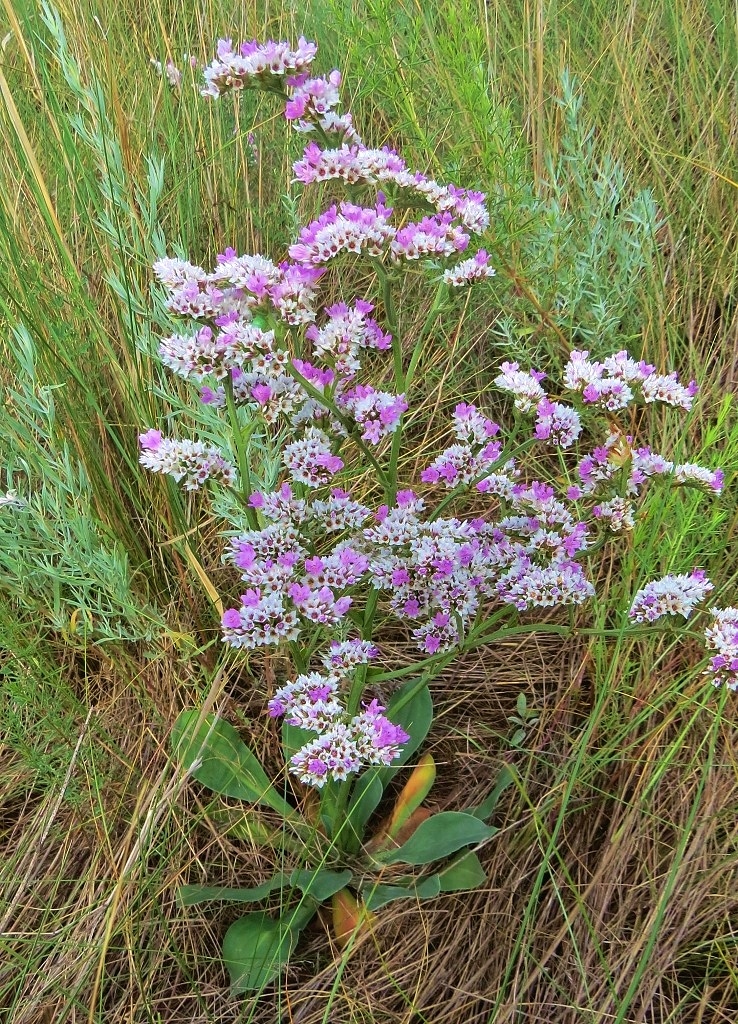 Изображение особи Goniolimon speciosum.