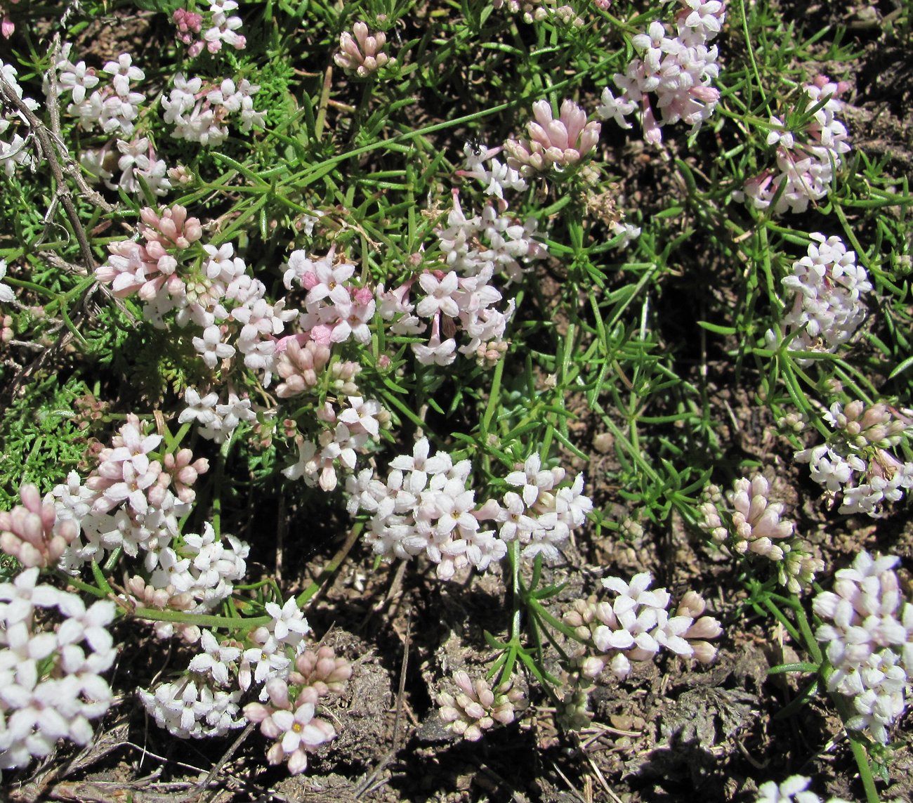 Image of Asperula abchasica specimen.