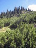Juniperus pseudosabina