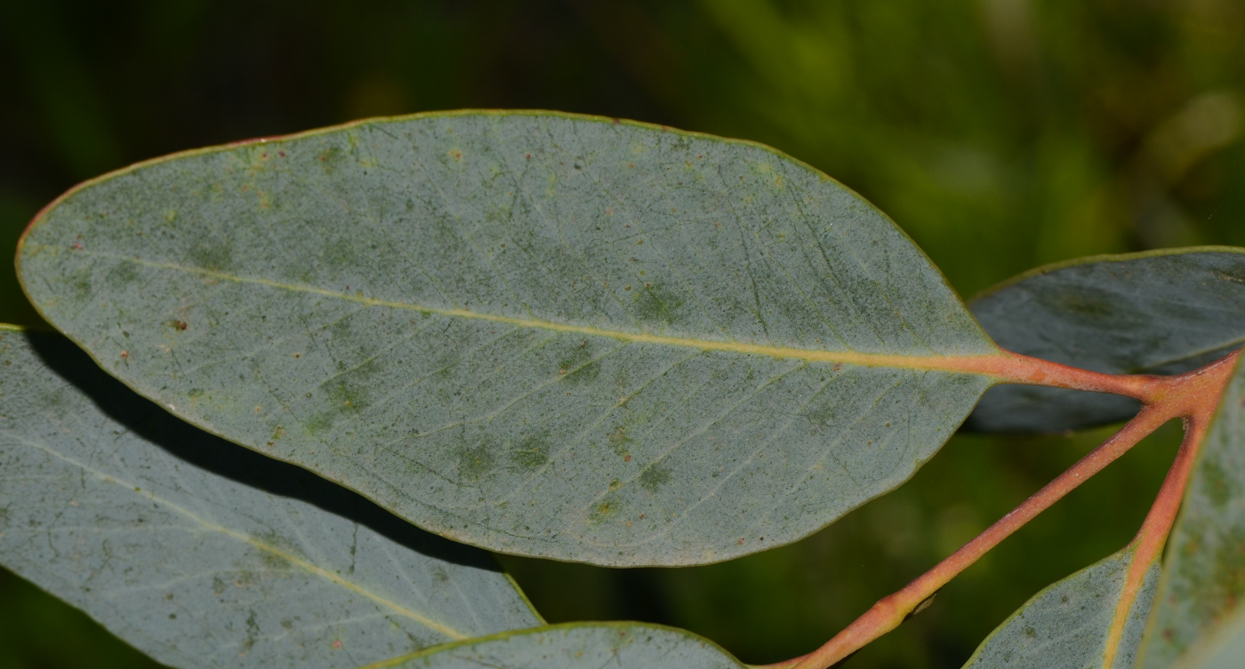 Image of Eucalyptus woodwardii specimen.