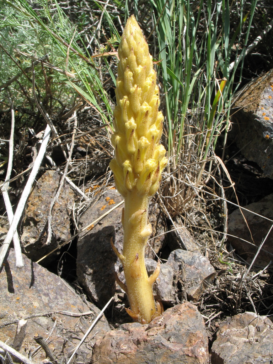 Image of Orobanche kotschyi specimen.