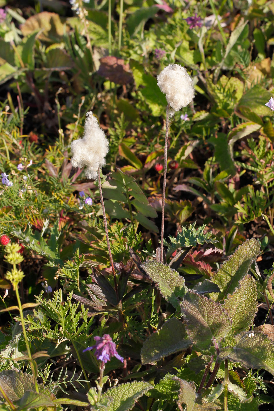 Image of Anemone sylvestris specimen.