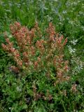 Rumex acetosa. Соцветие с развивающимися плодами. Иркутская обл., Иркутский р-н, дер. Позднякова, луг. 08.07.2016.