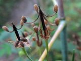 Geranium sibiricum. Плоды. Ульяновское Заволжье, восстанавливающийся горелый лес, у тропы перед зарослями иван-чая узколистного. 30.08.2016.