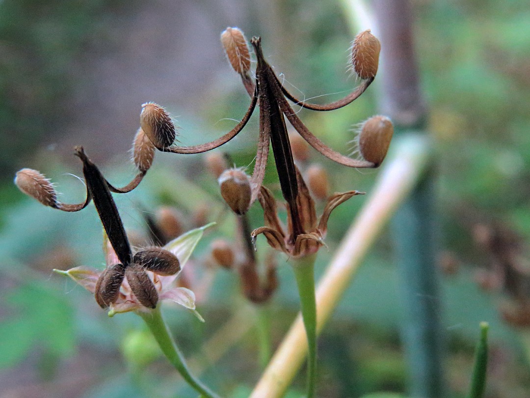 Image of Geranium sibiricum specimen.