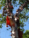 Betula dauurica. Часть ствола взрослого дерева. Приморье, окр. г. Находка, широколиственный лес. 18.09.2016.