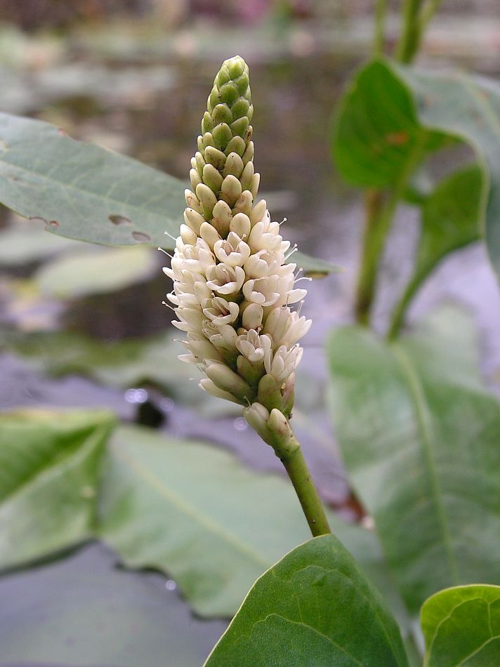 Изображение особи Persicaria amphibia.