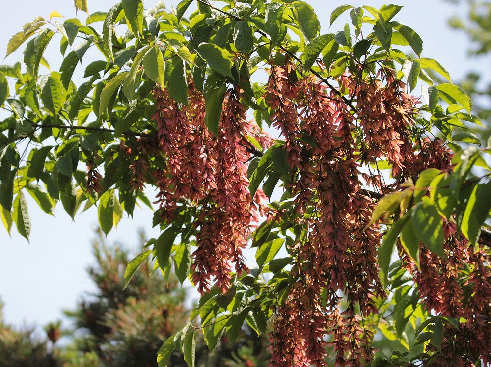 Image of Acer henryi specimen.