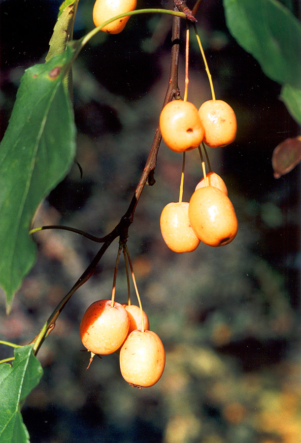 Image of Malus mandshurica specimen.