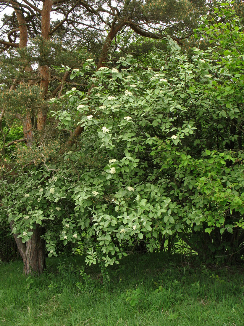 Image of Sorbus aria specimen.