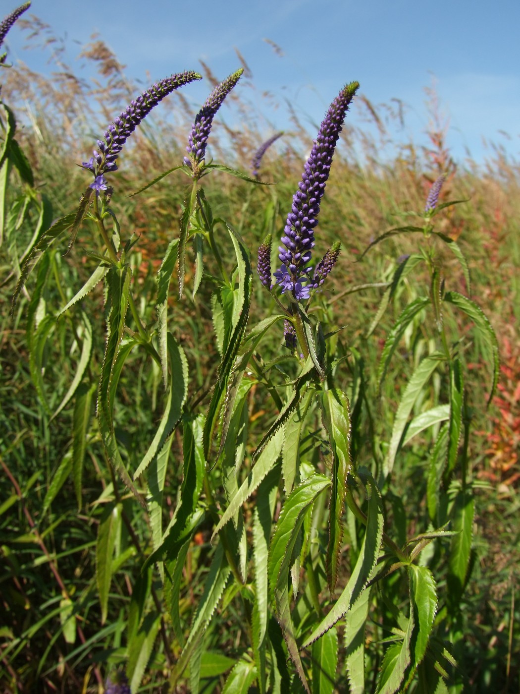 Image of Veronica longifolia specimen.