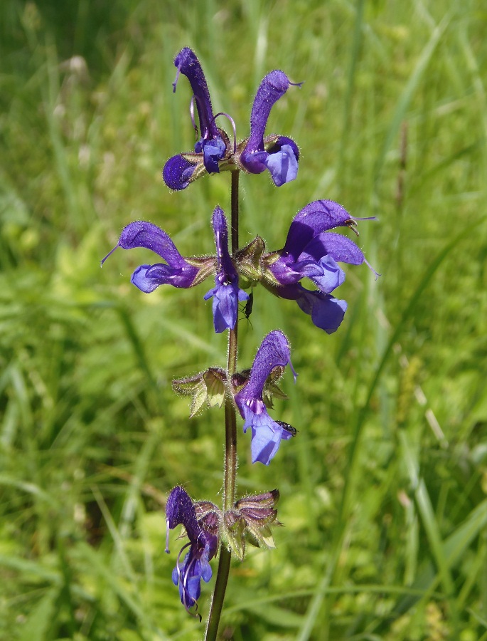 Image of Salvia stepposa specimen.