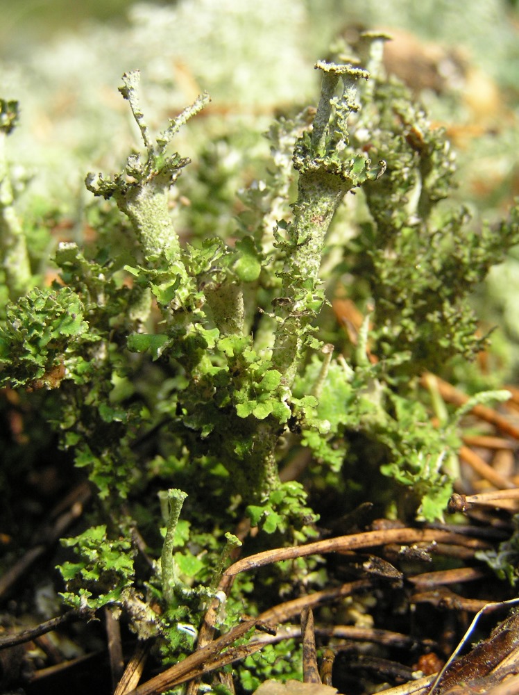 Изображение особи род Cladonia.