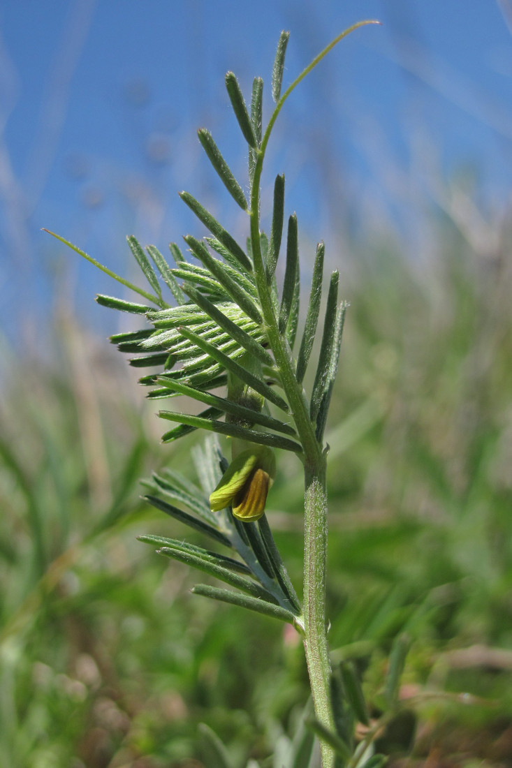 Image of Vicia anatolica specimen.