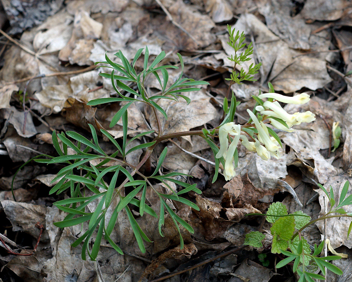 Изображение особи Corydalis angustifolia.