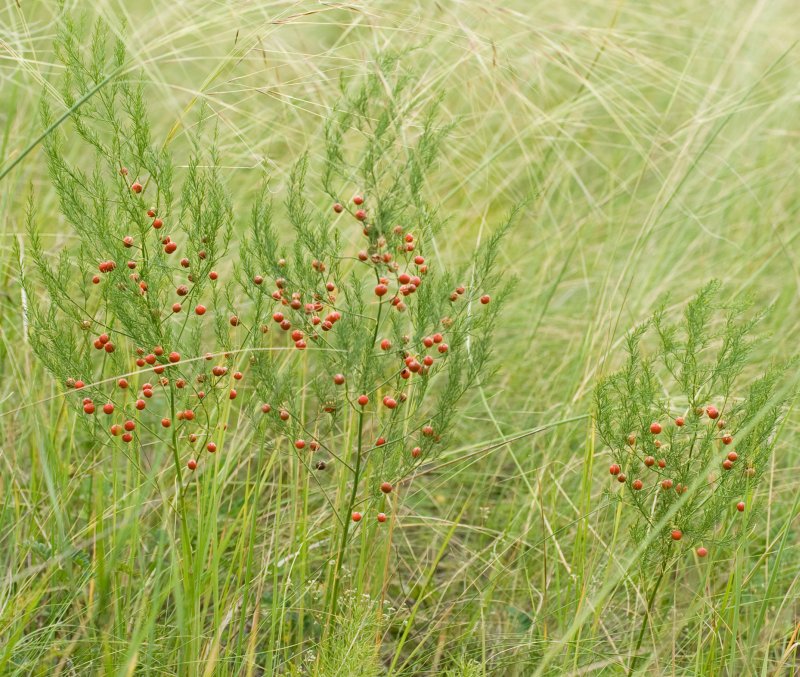 Image of Asparagus officinalis specimen.