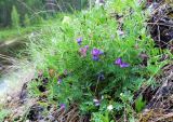 Vicia uralensis