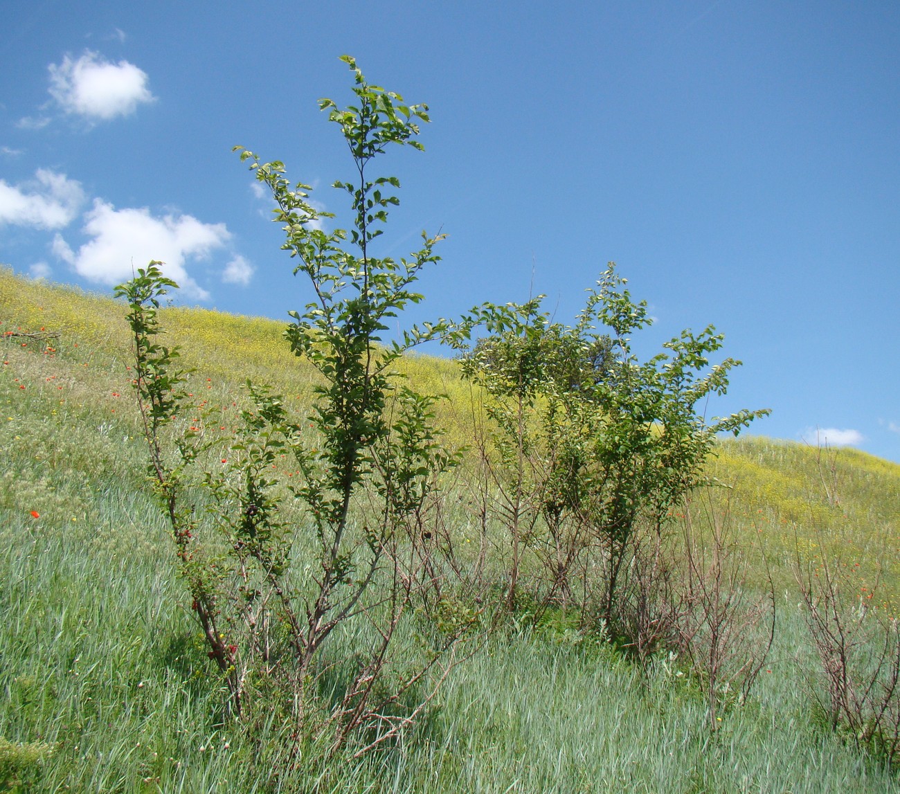 Image of Ulmus minor specimen.