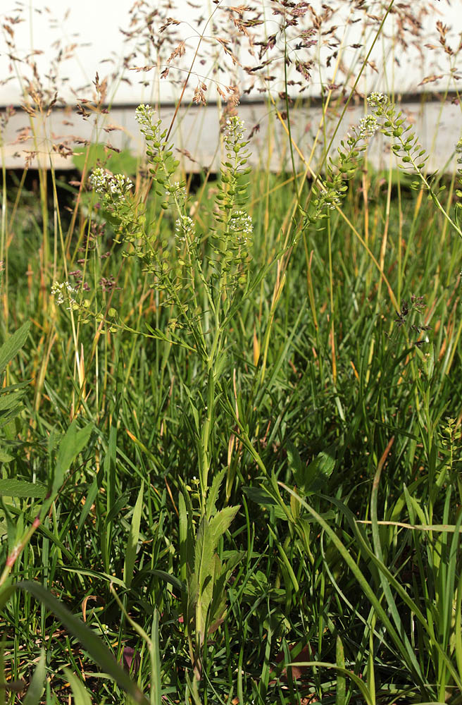 Image of Lepidium virginicum specimen.