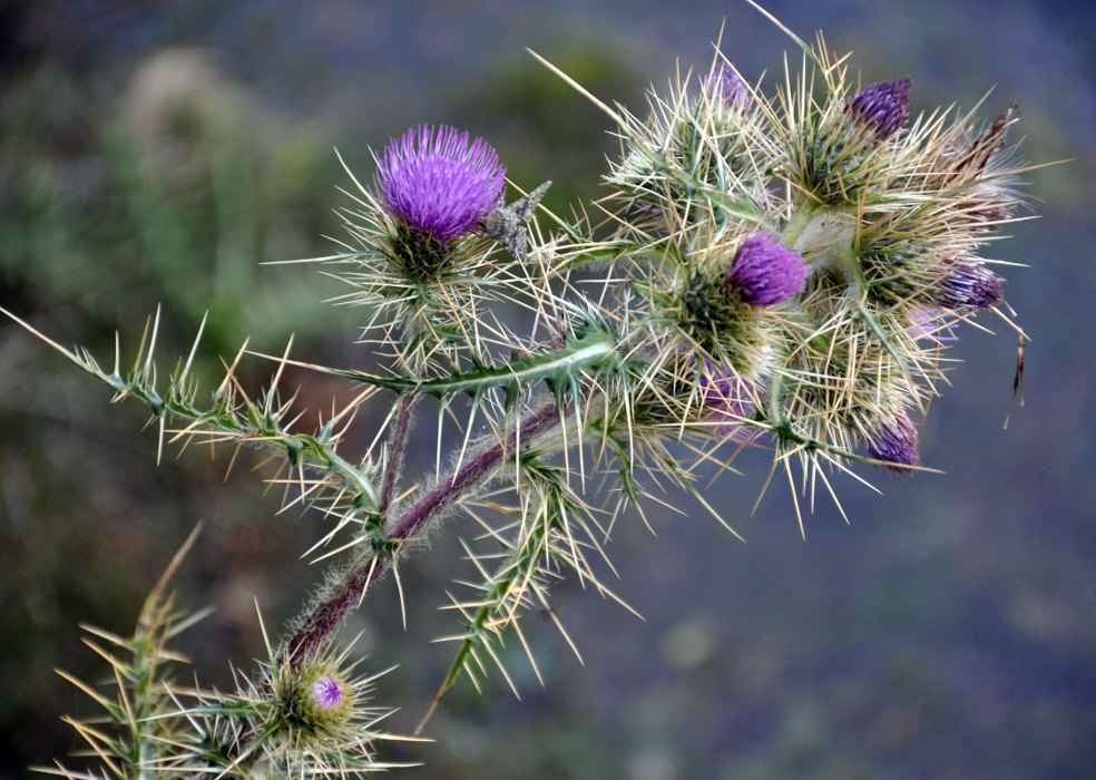 Изображение особи Cirsium glabrifolium.