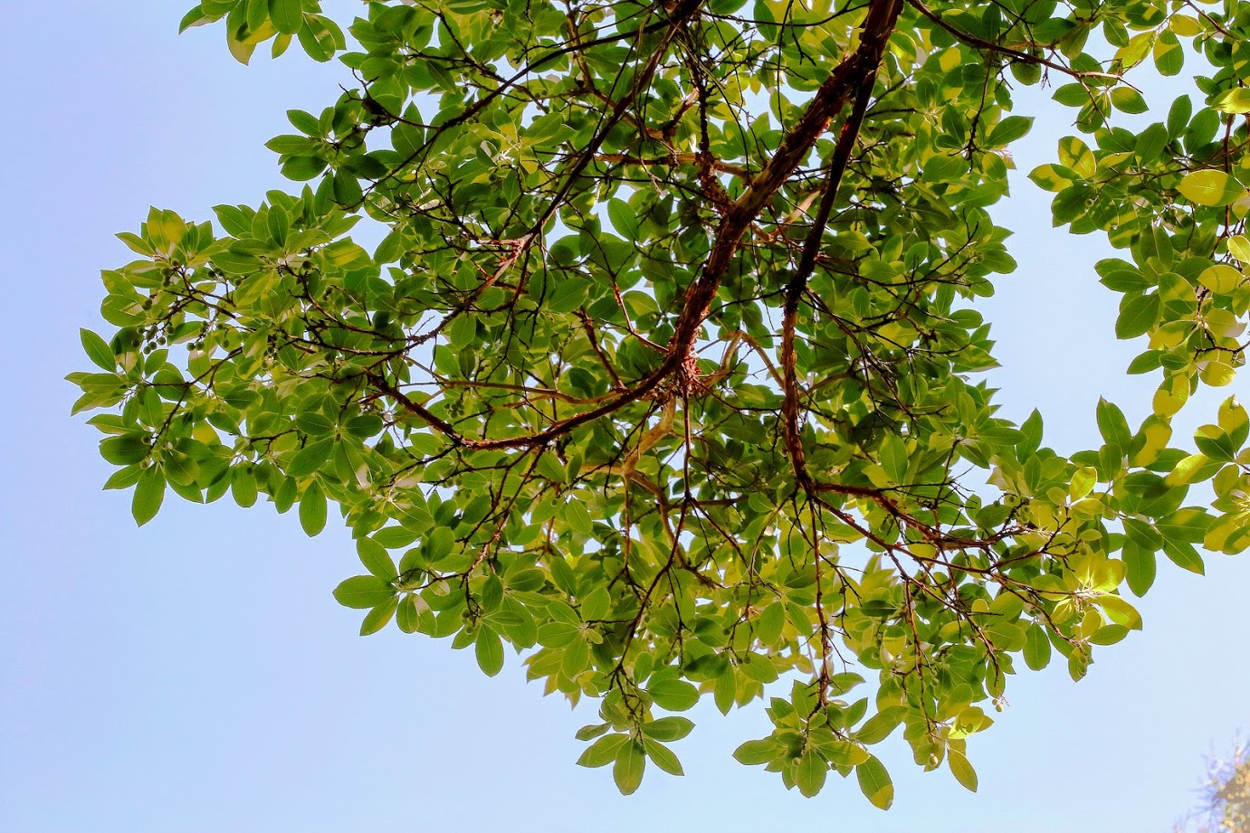 Image of Arbutus &times; andrachnoides specimen.