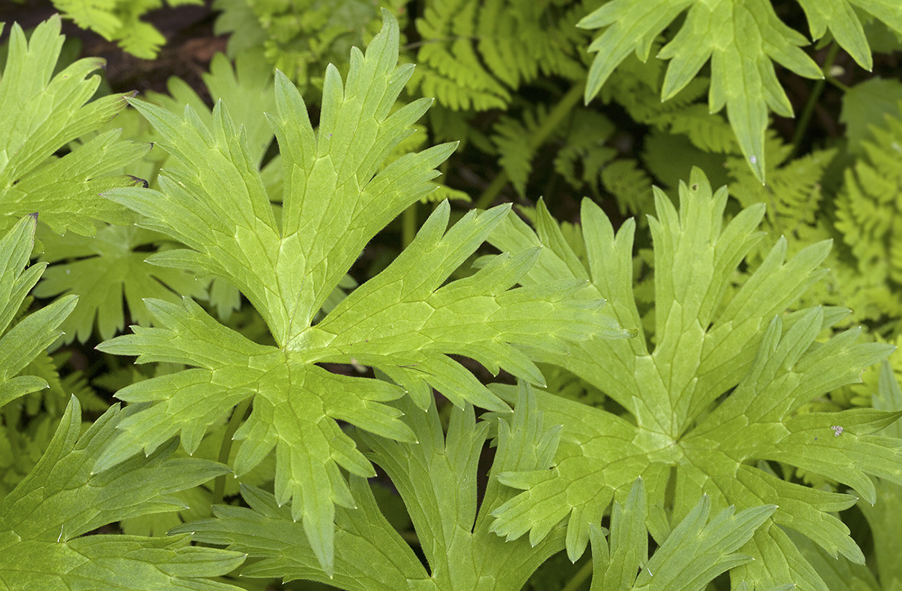 Image of Aconitum umbrosum specimen.