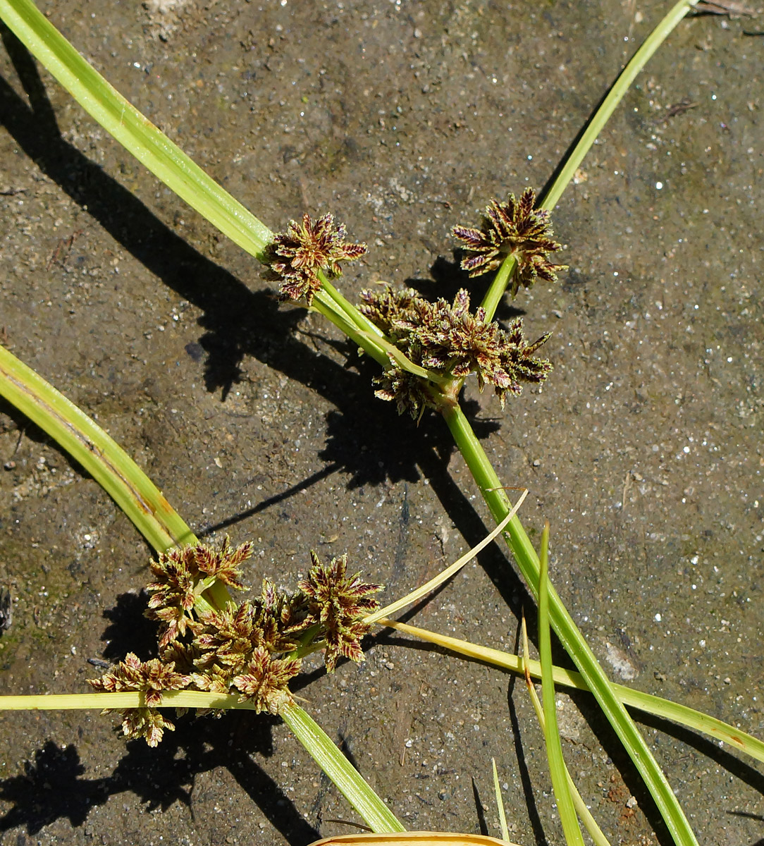 Image of Cyperus fuscus specimen.