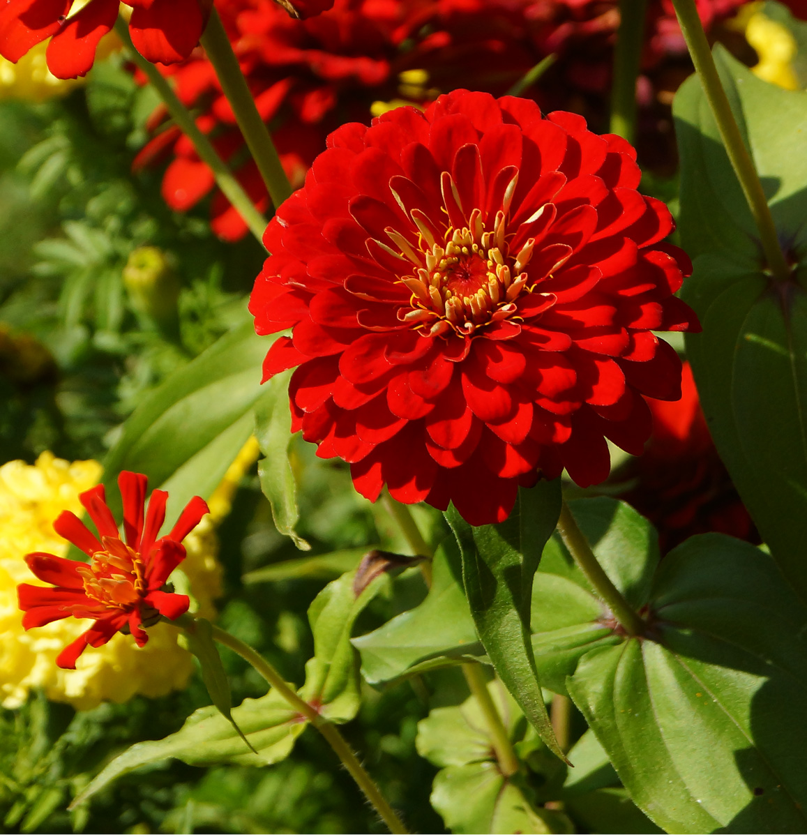 Image of Zinnia elegans specimen.