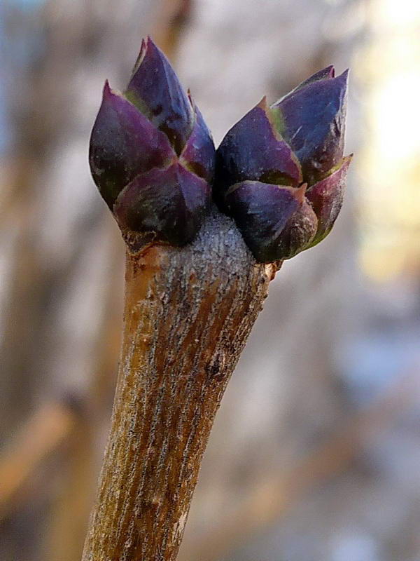 Image of Syringa vulgaris specimen.