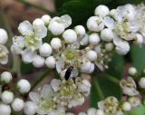 Sorbus aucuparia. Цветки и бутоны. Украина, Киев, заказник \"Лесники\", боровая терраса Днепра. 9 мая 2010 г.