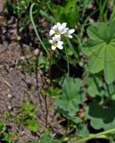 Saxifraga sibirica. Цветущее растение. Абхазия, Рицинский реликтовый национальный парк, долина р. Аджарра, ≈ 2100 м н.у.м., субальпийский луг. 12.07.2017.