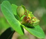 Euphorbia subcordata. Соцветие-циатий. Татарстан, г. Бавлы. 22.05.2010.