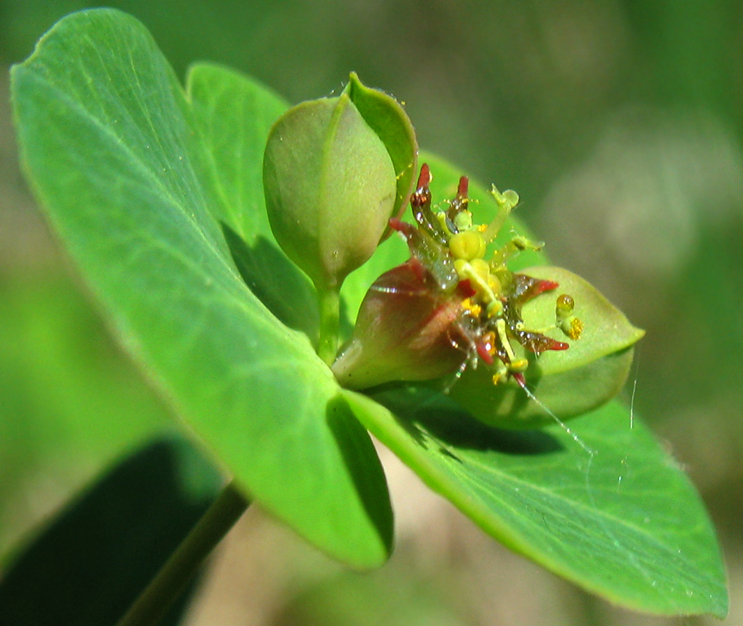 Image of Euphorbia subcordata specimen.