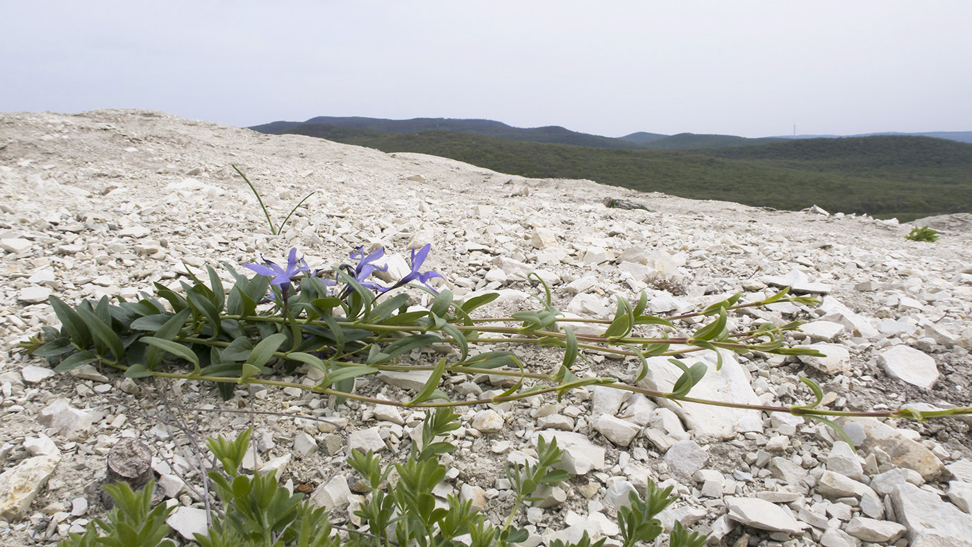 Image of Vinca herbacea specimen.