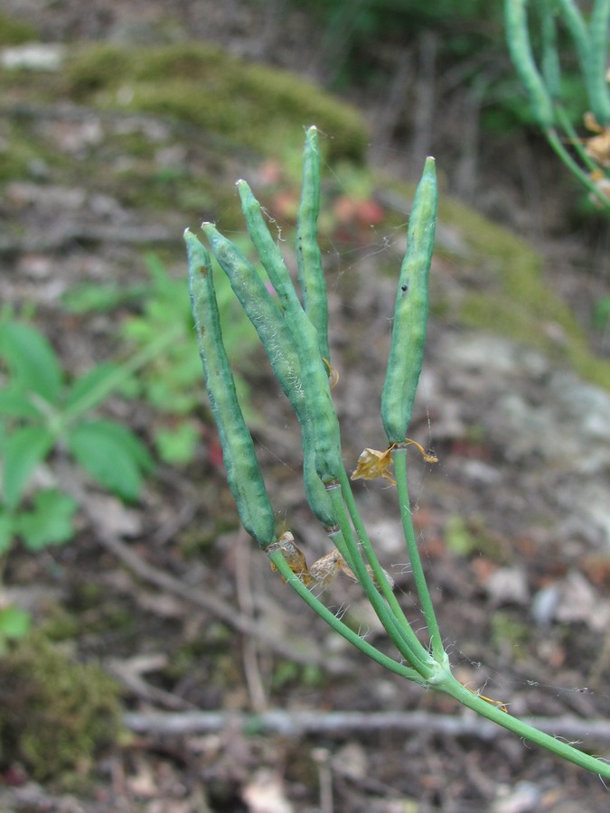 Image of Chelidonium majus specimen.