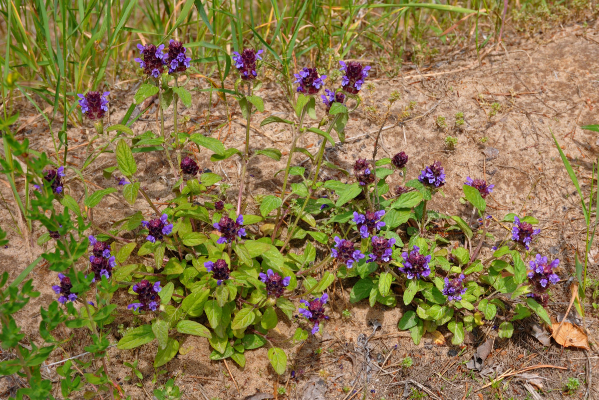 Image of Prunella vulgaris specimen.