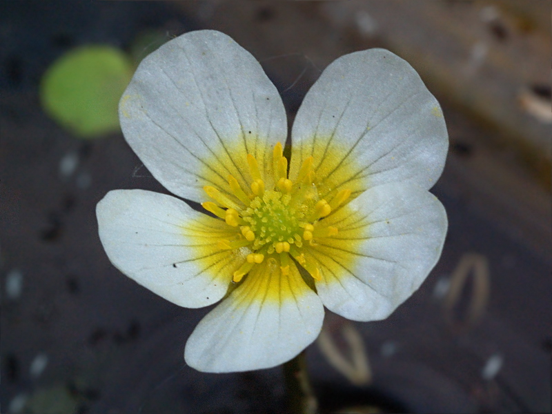 Изображение особи Ranunculus circinatus.