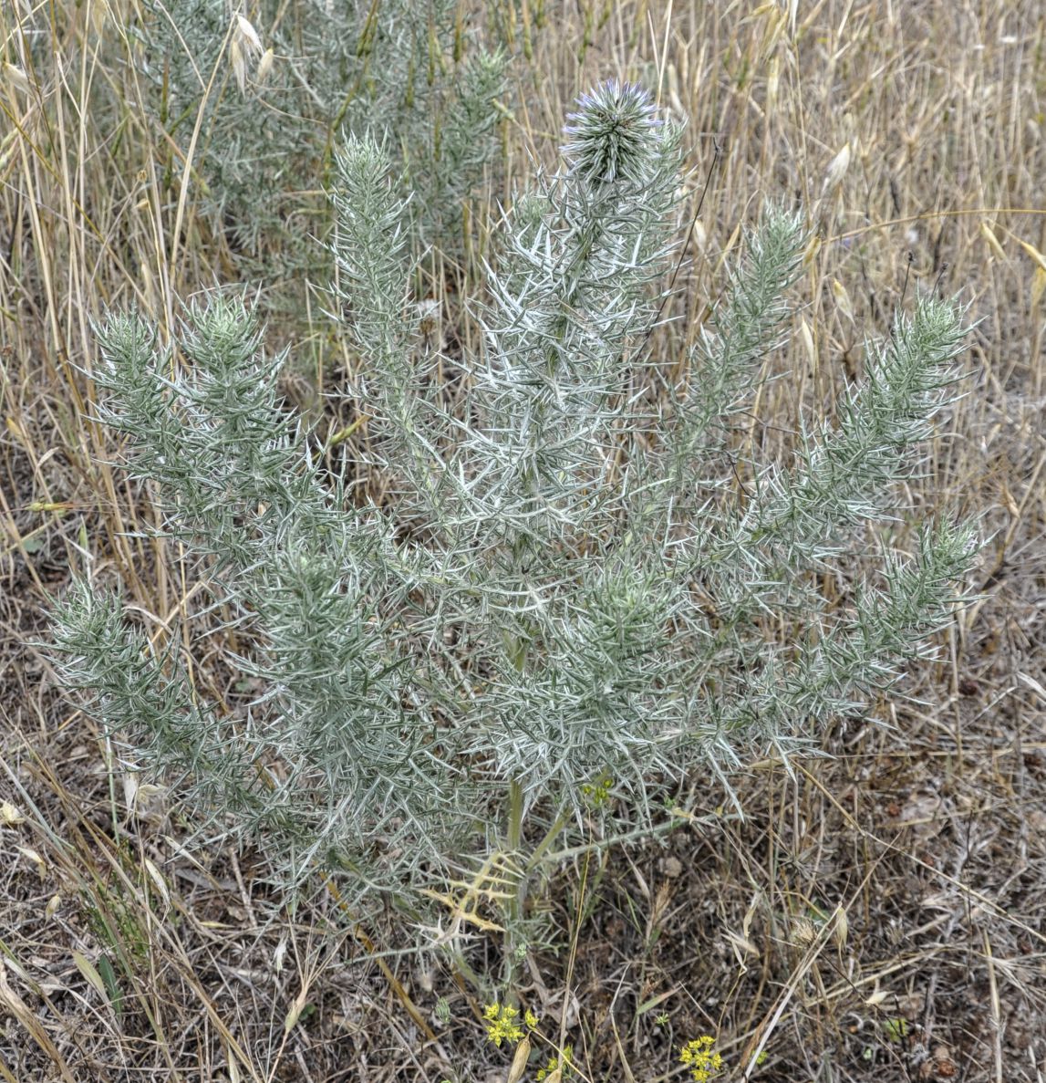 Image of Echinops graecus specimen.