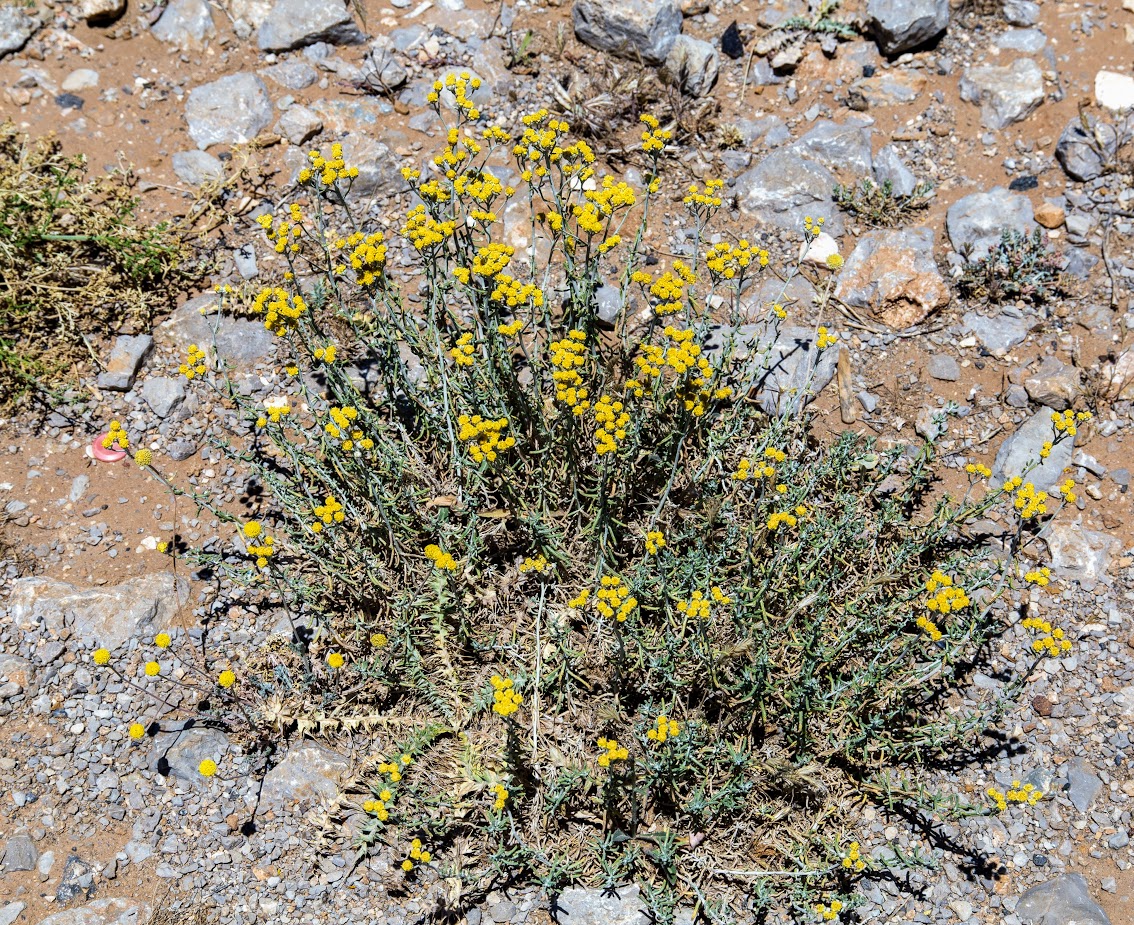 Image of Achillea falcata specimen.