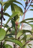 Photinia serratifolia