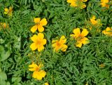 Tagetes tenuifolia. Верхушки цветущих растений. Иркутская обл., г. Иркутск, возле жилого дома, в культуре. 05.08.2018.