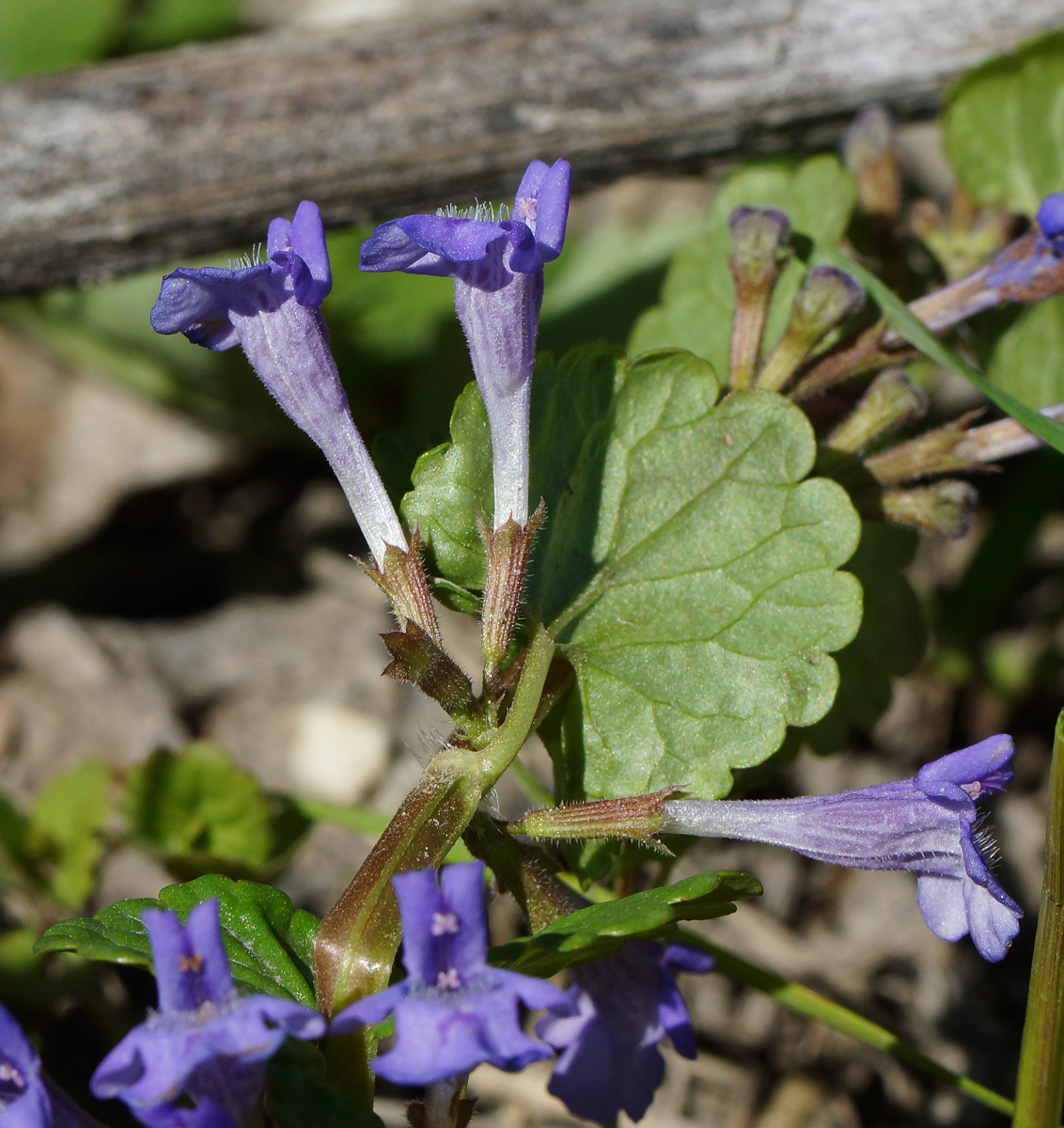 Image of Glechoma hederacea specimen.