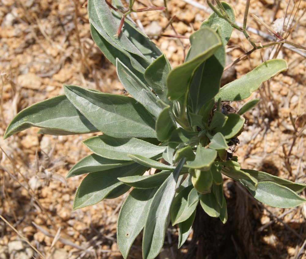 Image of class Magnoliopsida specimen.