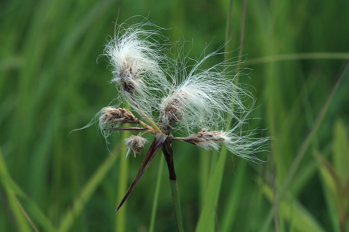 Изображение особи Eriophorum komarovii.