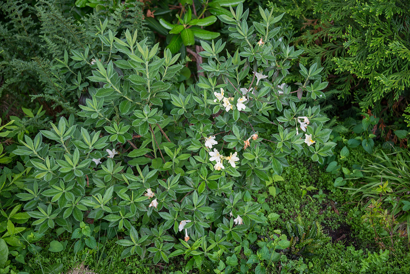 Изображение особи род Rhododendron.